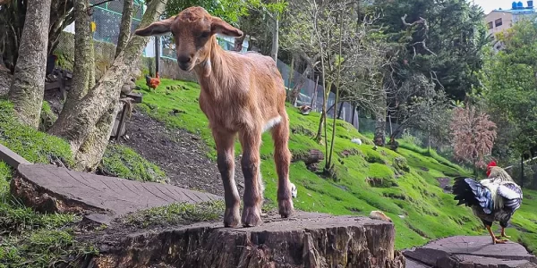 Ecología